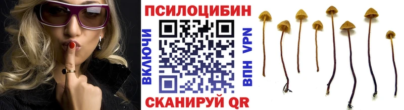 Псилоцибиновые грибы Psilocybe купить закладку OMG ссылка Хасавюрт